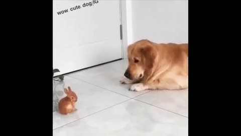 ❤️Cute Puppies Doing Funny Things 2023❤️ #1 Cutest Dogs