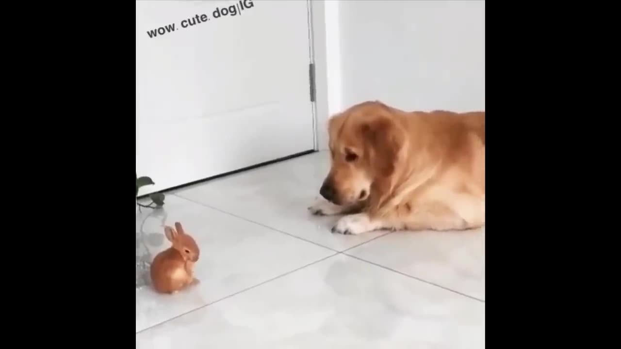 ❤️Cute Puppies Doing Funny Things 2023❤️ #1 Cutest Dogs