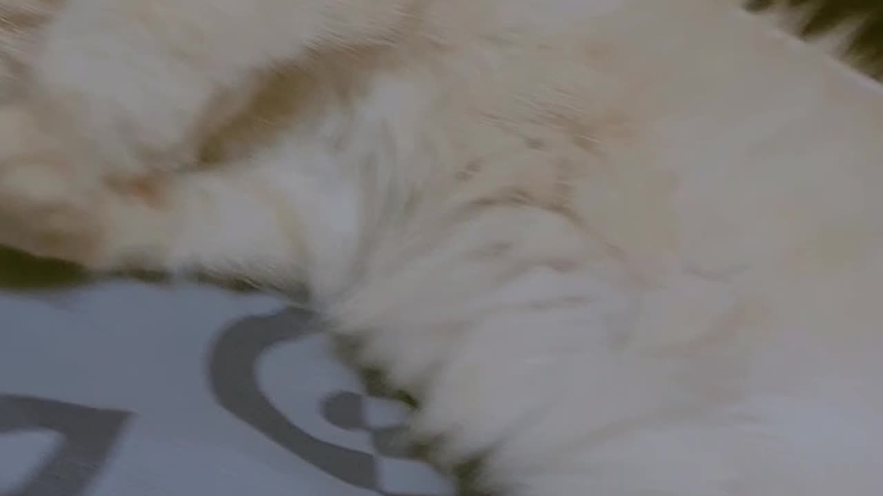 Cat 🐈 sleeping