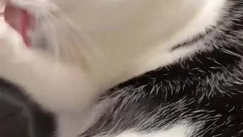 A cat with cleanliness 😂#justababy #catsoftiktok #funny