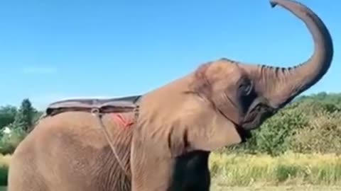 Funny Elephant 360