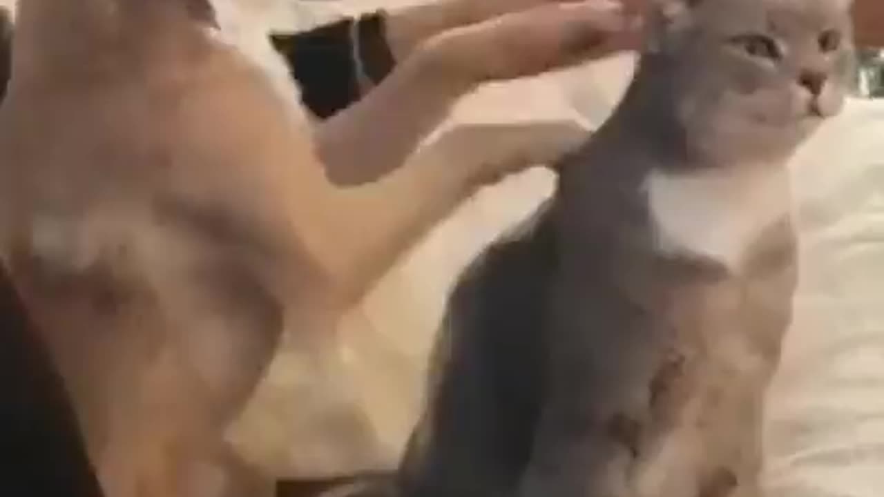 how a dog petting a cat in a sweet way