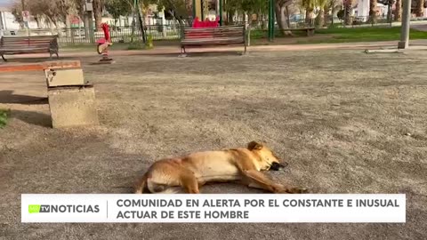 DENUNCIAN GRAVE MALTRATO ANIMAL EN LA COMUNA DE PUNITAQUI