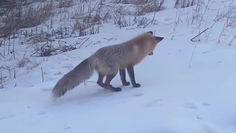 Fox Hunted Food