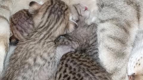 😺🐈🐈🐈