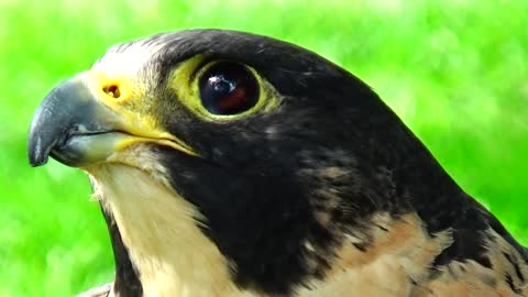 Peregrine Falcon