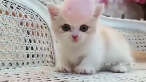 Cute Cat Reaction