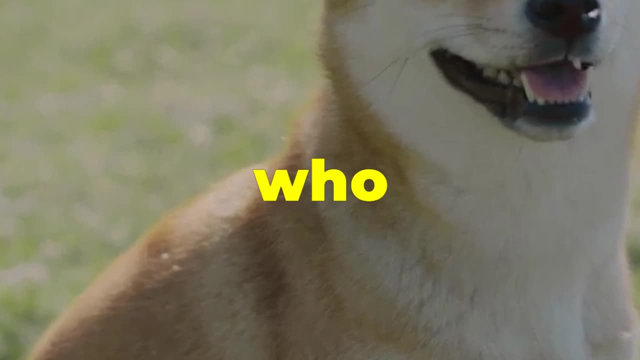 Farewell Kabosu: The Doge Meme Legend Passes Away