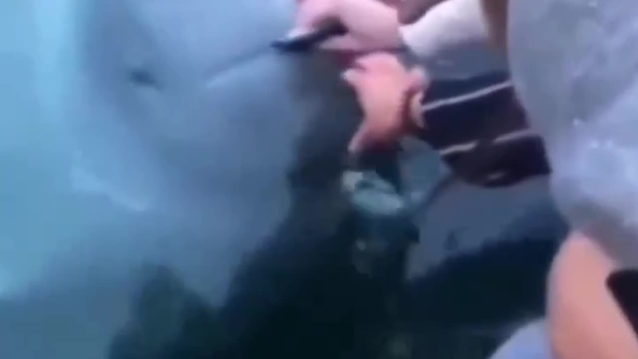 Dolphin came back to return a phone