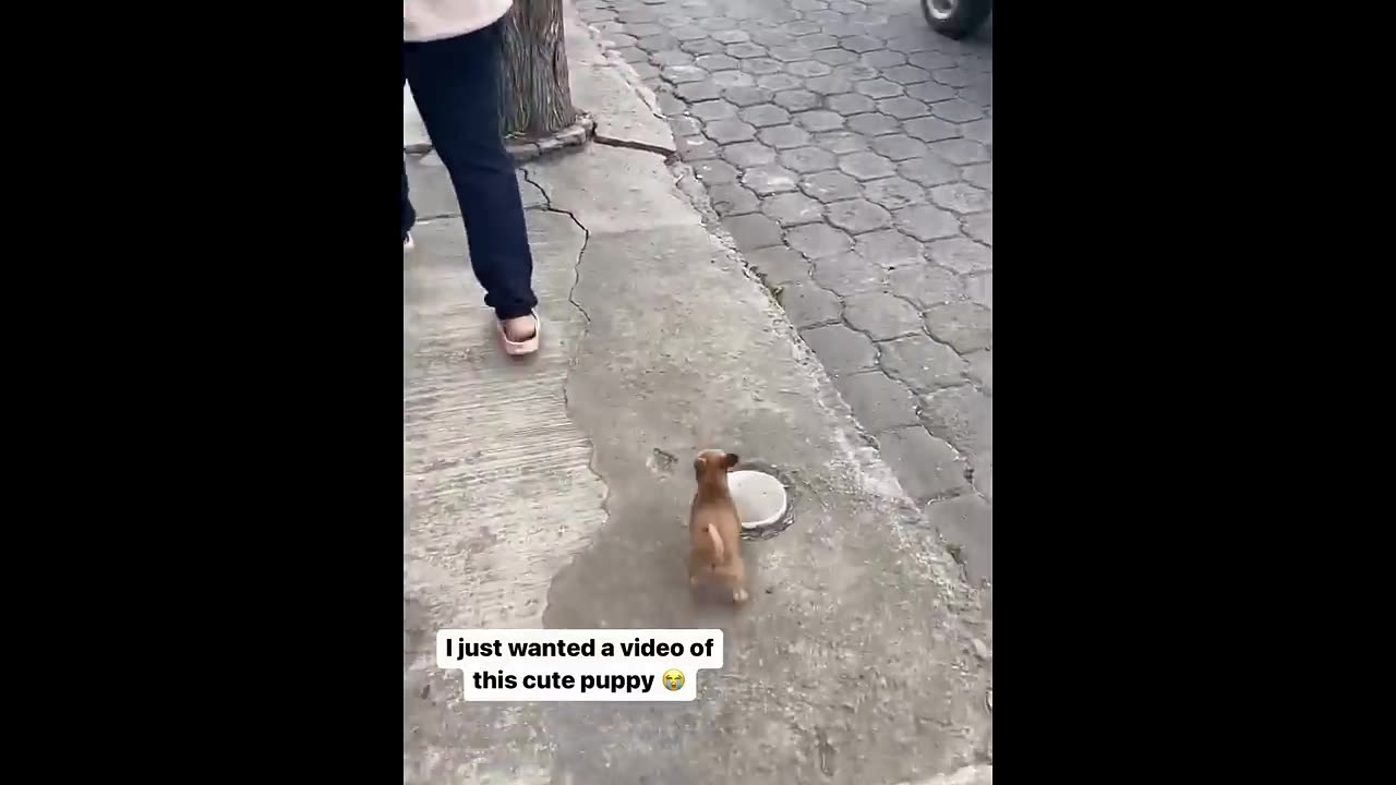 New Funny Animals 😂 Funniest Cats and Dogs Videos 😺🐶
