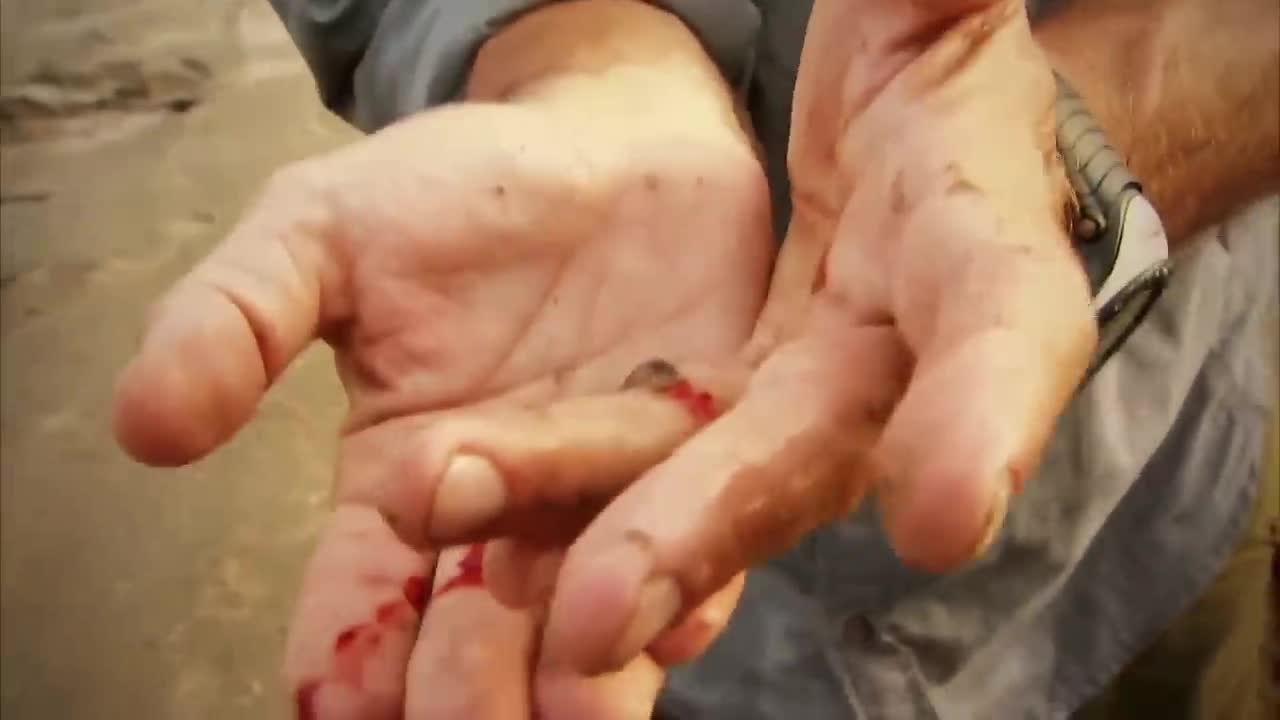 10 Deadliest River Monsters In The World!-18