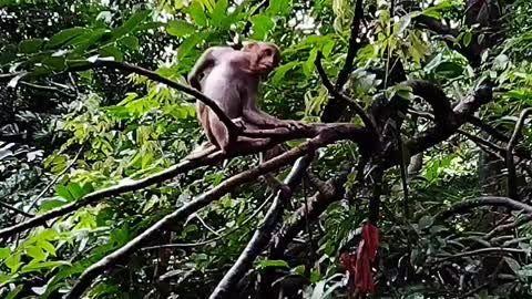 Funny monkey prank moments live video