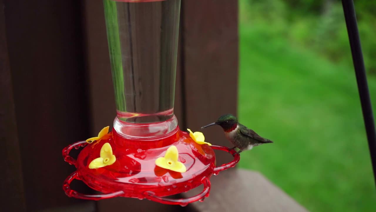 Ruby-Throated Hummingbird in Slow Motion