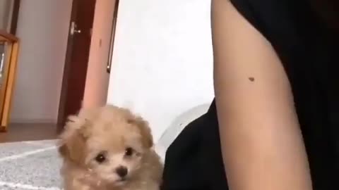 Funny animal videos|Cute animal videos |Funny dog&cat videos|Hilarious pet videos|Funny video