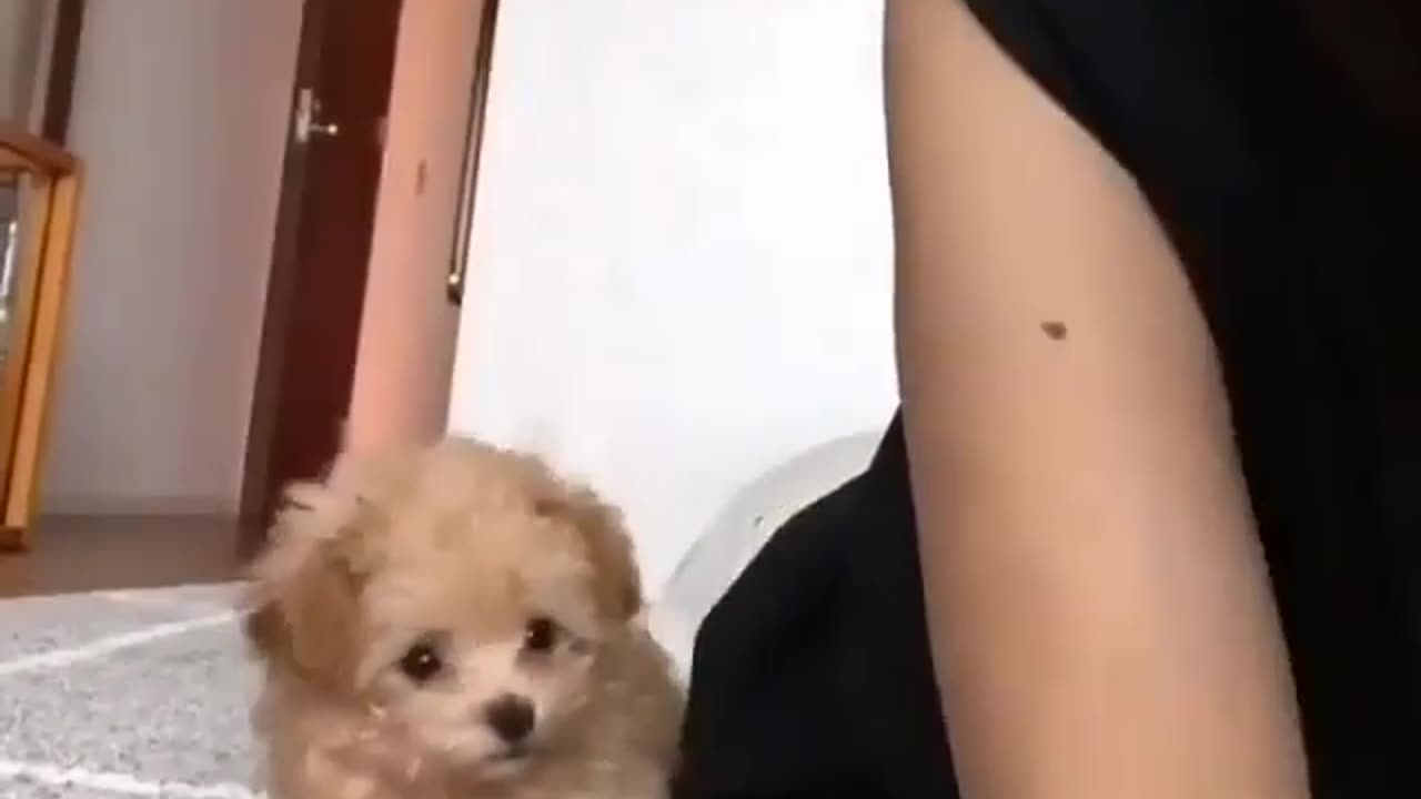 Funny animal videos|Cute animal videos |Funny dog&cat videos|Hilarious pet videos|Funny video