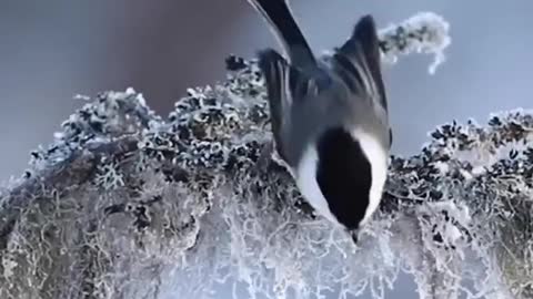 Birds Voice • Natural music • Nature Video • Meditation Music • Relaxing Music • Healing