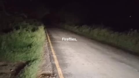 FIRE FLIES (ALLAN WALKER)