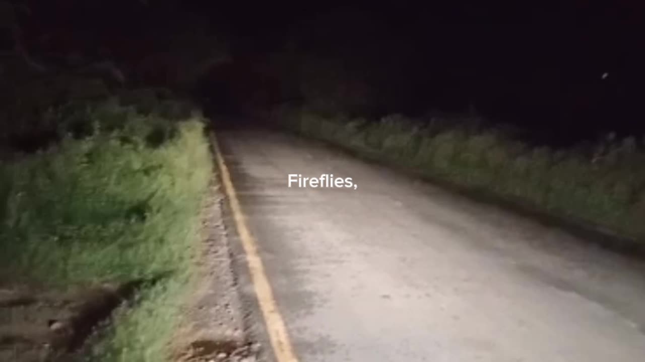 FIRE FLIES (ALLAN WALKER)