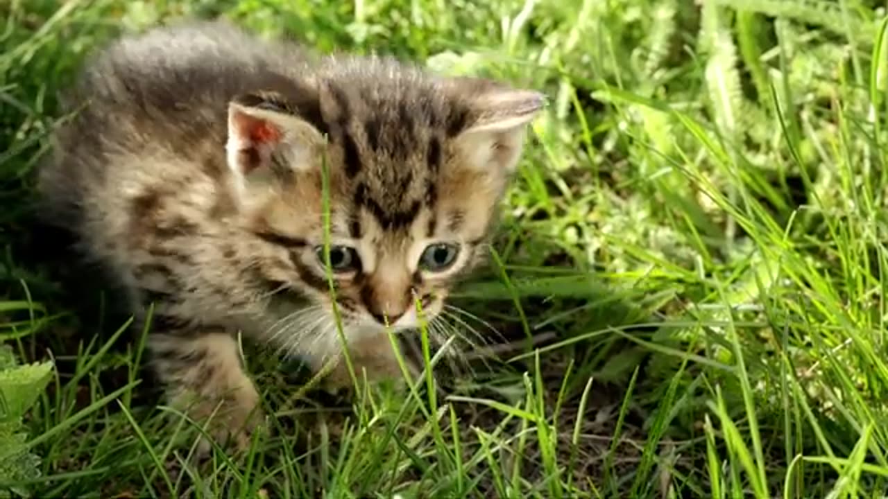 Cat funny video