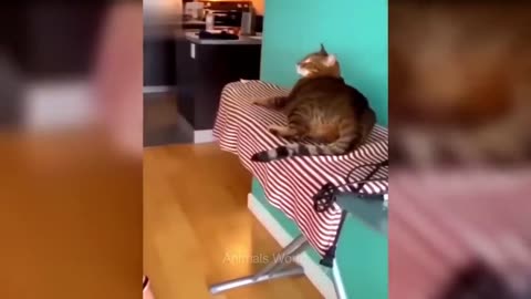 funny cat having fun