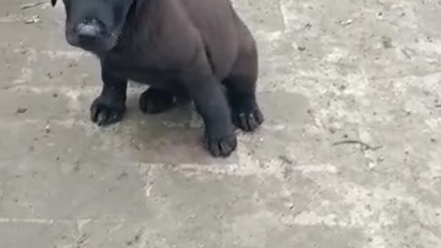 Pair of Black and Golden Doggy