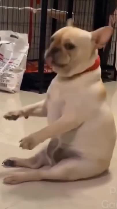 Dancing dog beautyful dancing dog funny dog cute pet trending video