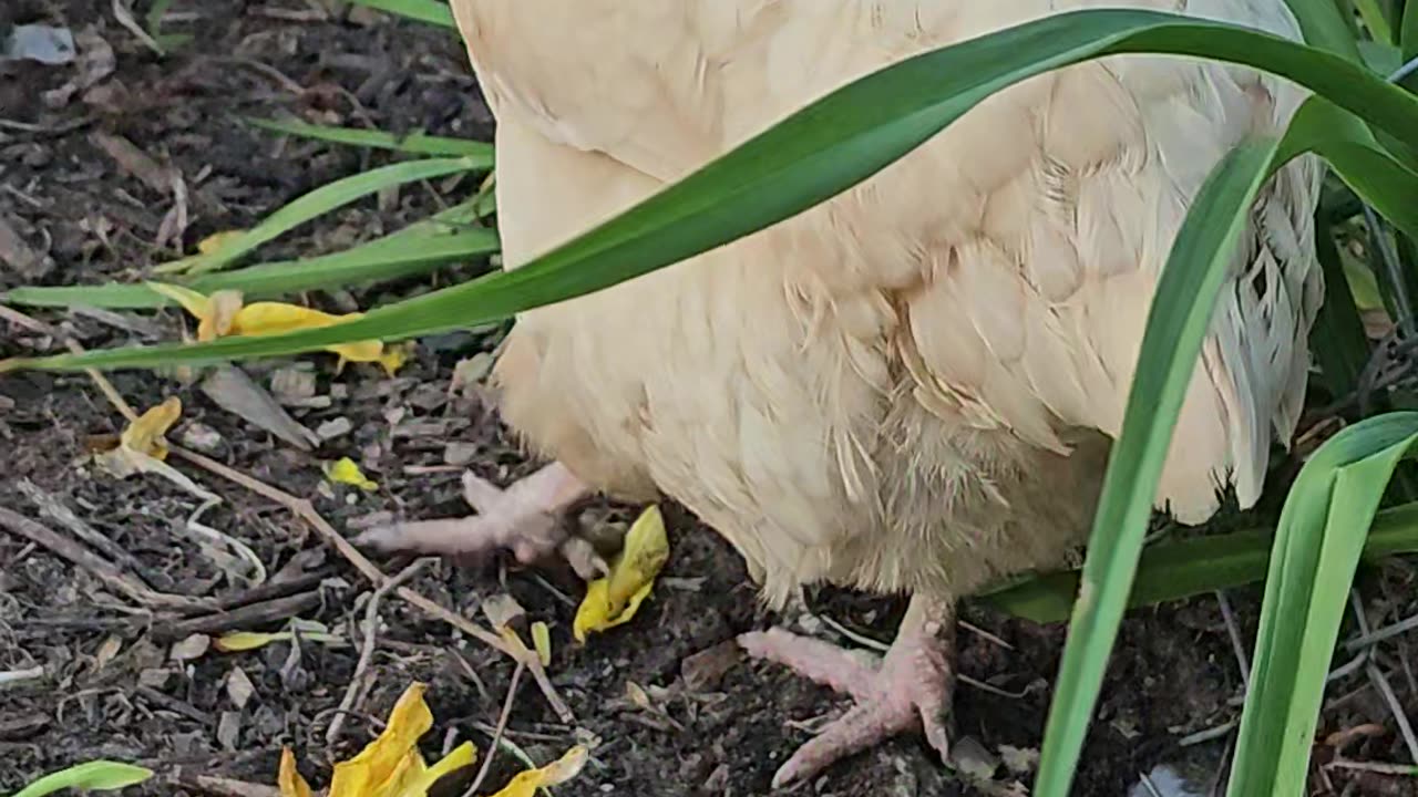 OMC! Nice video of happy little chicken hens - Orpington summer fun! #nice #happy #hens #shorts #hen