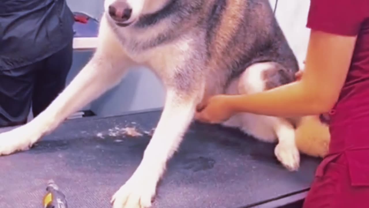 funny animals ..animals are fun