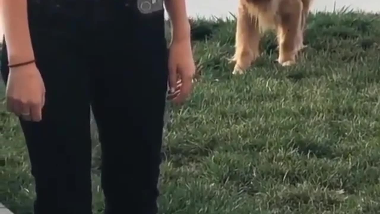 Funny Dog playing with a girl