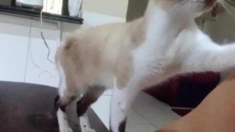 cat asking for food #cat#food