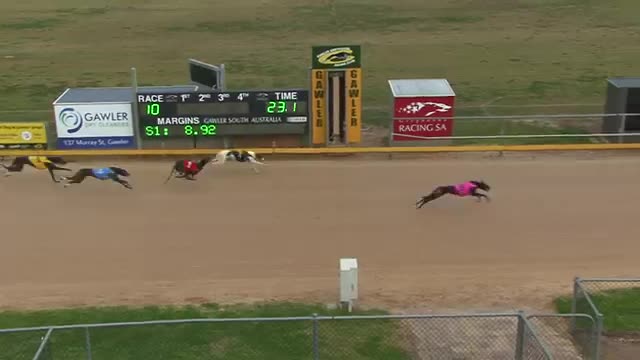 Dog RACING (Gawler-16082019-Race-10)