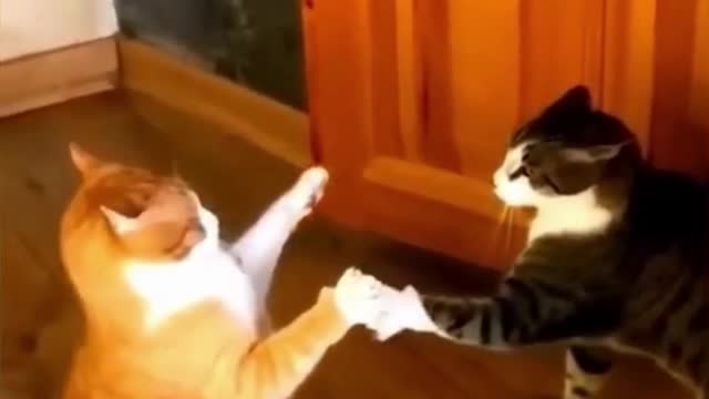 funny cats videos 2023 that looks like fight with other in home