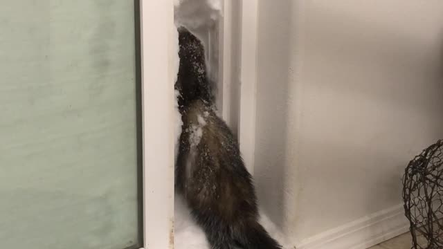 Ferret Finds Fun in Frozen Fluff