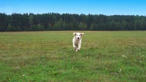 golden retriever runs over grass in slow motion