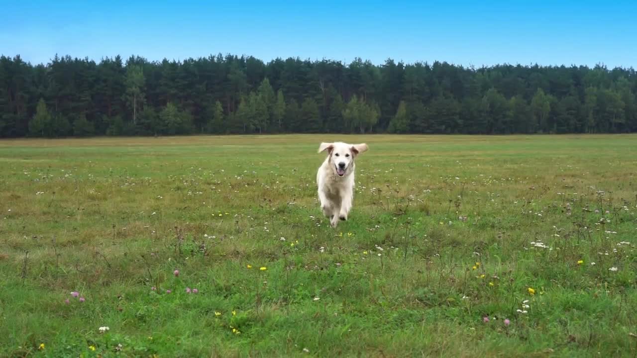 golden retriever runs over grass in slow motion