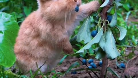 Funny rabbit eating