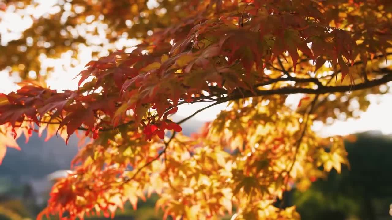 Enchanting Autumn Forests with Beautiful Piano Music