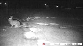 Backyard Trail Cam - Rabbit in Snow