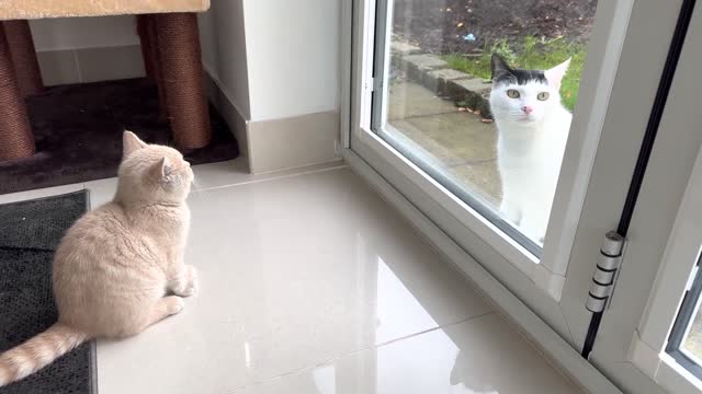 Neighbours Cat Meets New Kitten For The First Time