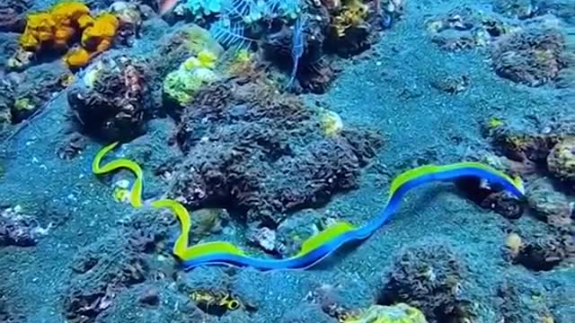 I met a beautiful sea eel swimming. the beauty of nature