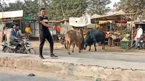 Two bulls fight on the road