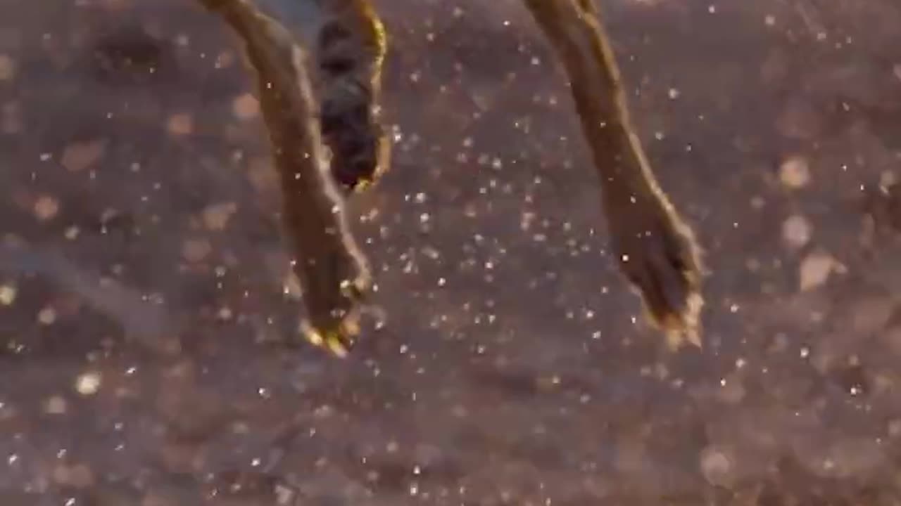 A close call 🥴 | Dogs In The Wild | BBC Earth