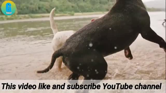 Dog Fighting in Water || Amazing Dogs Fighting Dog on Street Compilation | Kutte Ki Lada