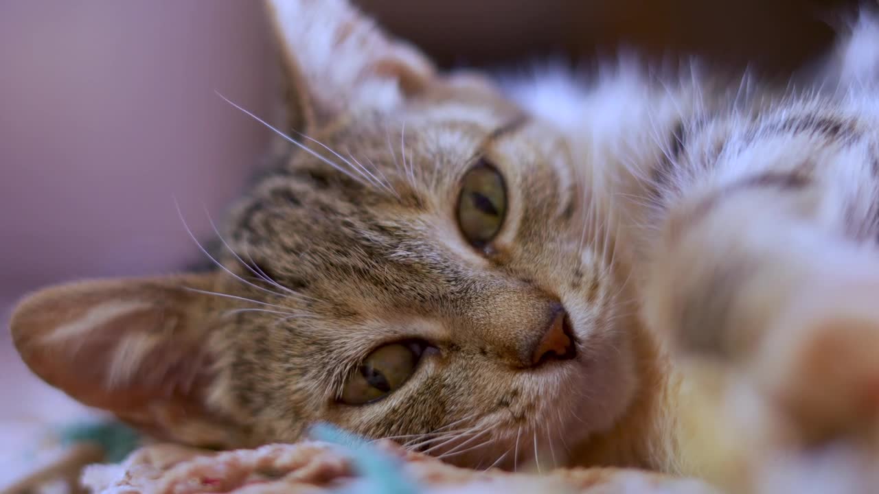Cat Thinking