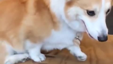 The Corgi Jump