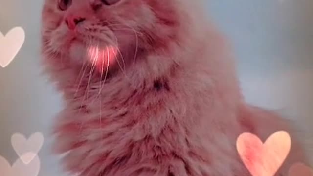 Funny cat video