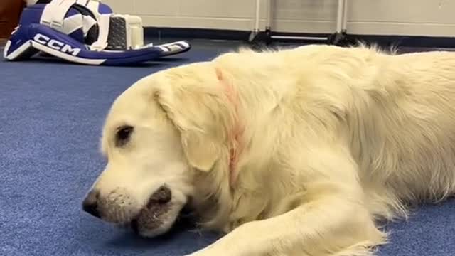 Pucks and Pups🥹🐶 (🎥 @Steelheads Hockey)