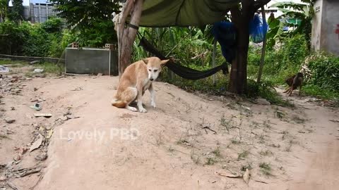 Dog Waiting Male Dogs Near Home