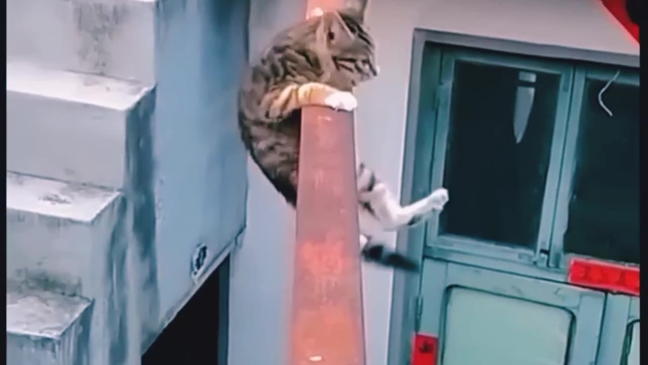 Cat nearly saved her self from sudden death