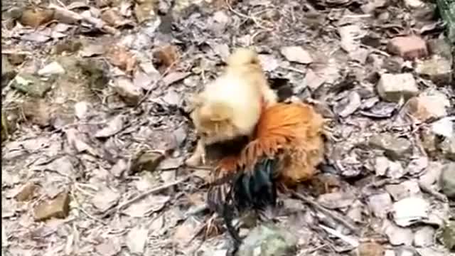 Chicken VS Dog Fight Funny Dog Fight 1